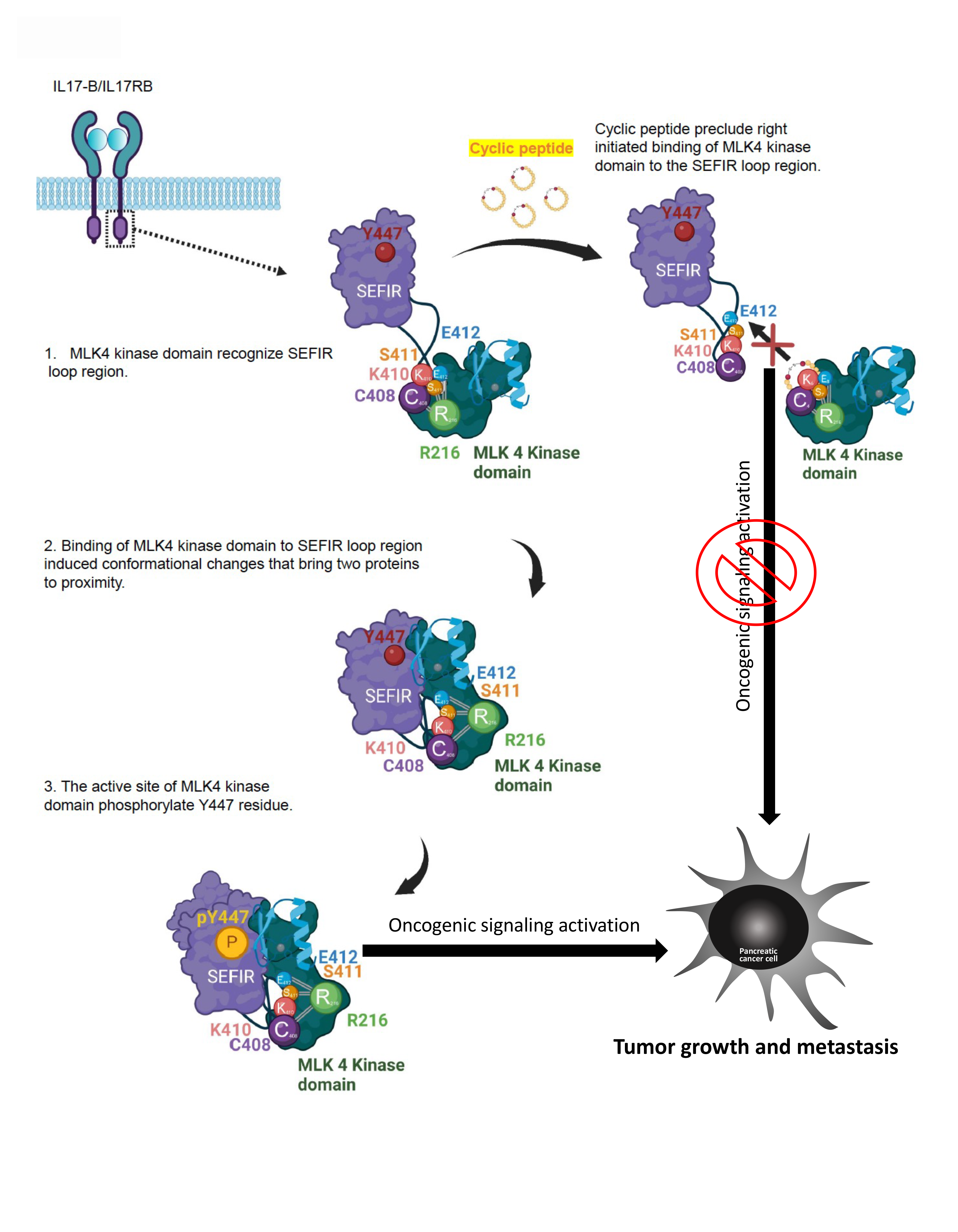 Tacrolimus regulates extracellular vesicle secretion from T cells via autophagy-lysosomal pathway Tacrolimus regulates extracellular vesicle secretion from T cells via autophagy-lysosomal pathway
