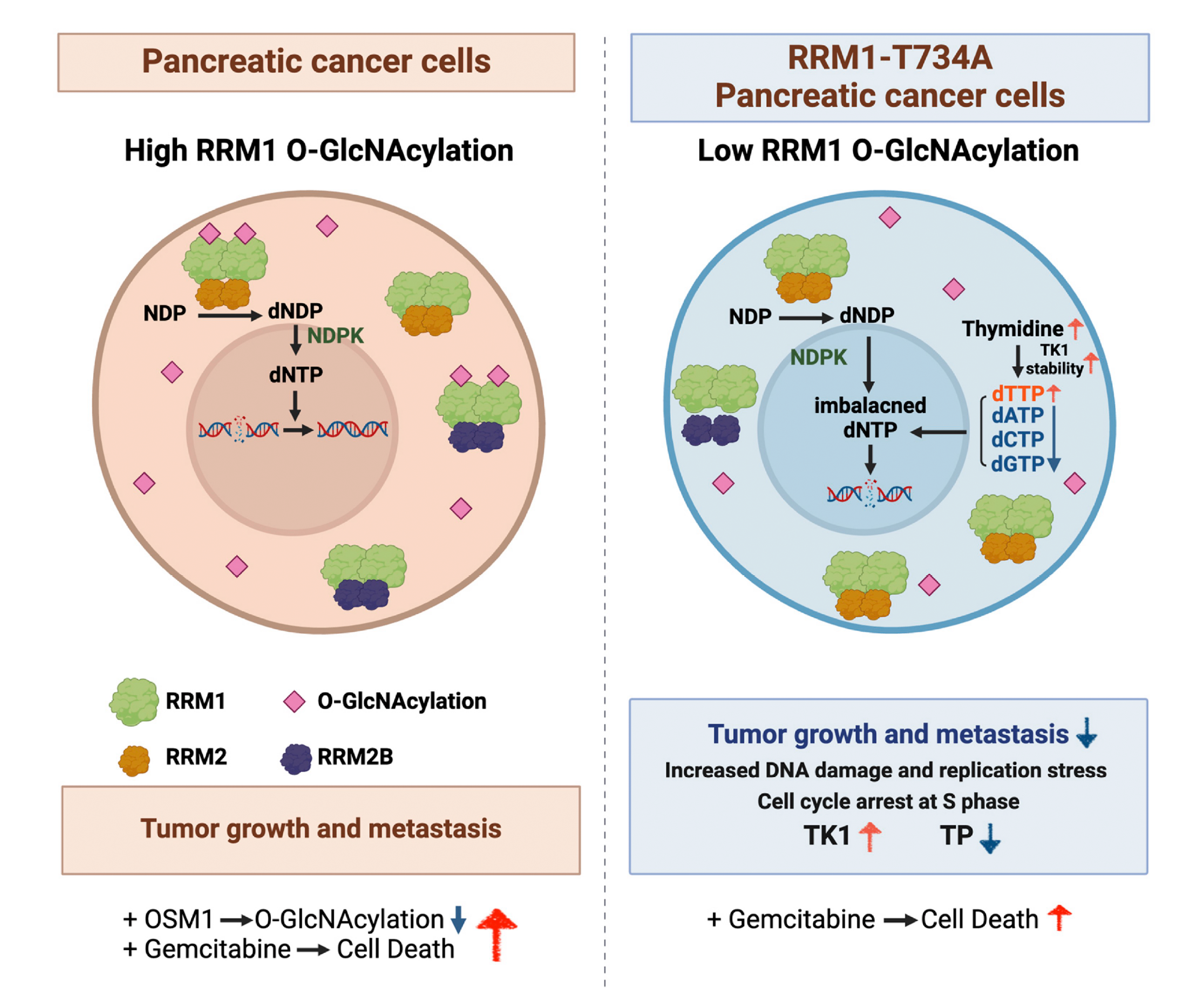 Tacrolimus regulates extracellular vesicle secretion from T cells via autophagy-lysosomal pathway
