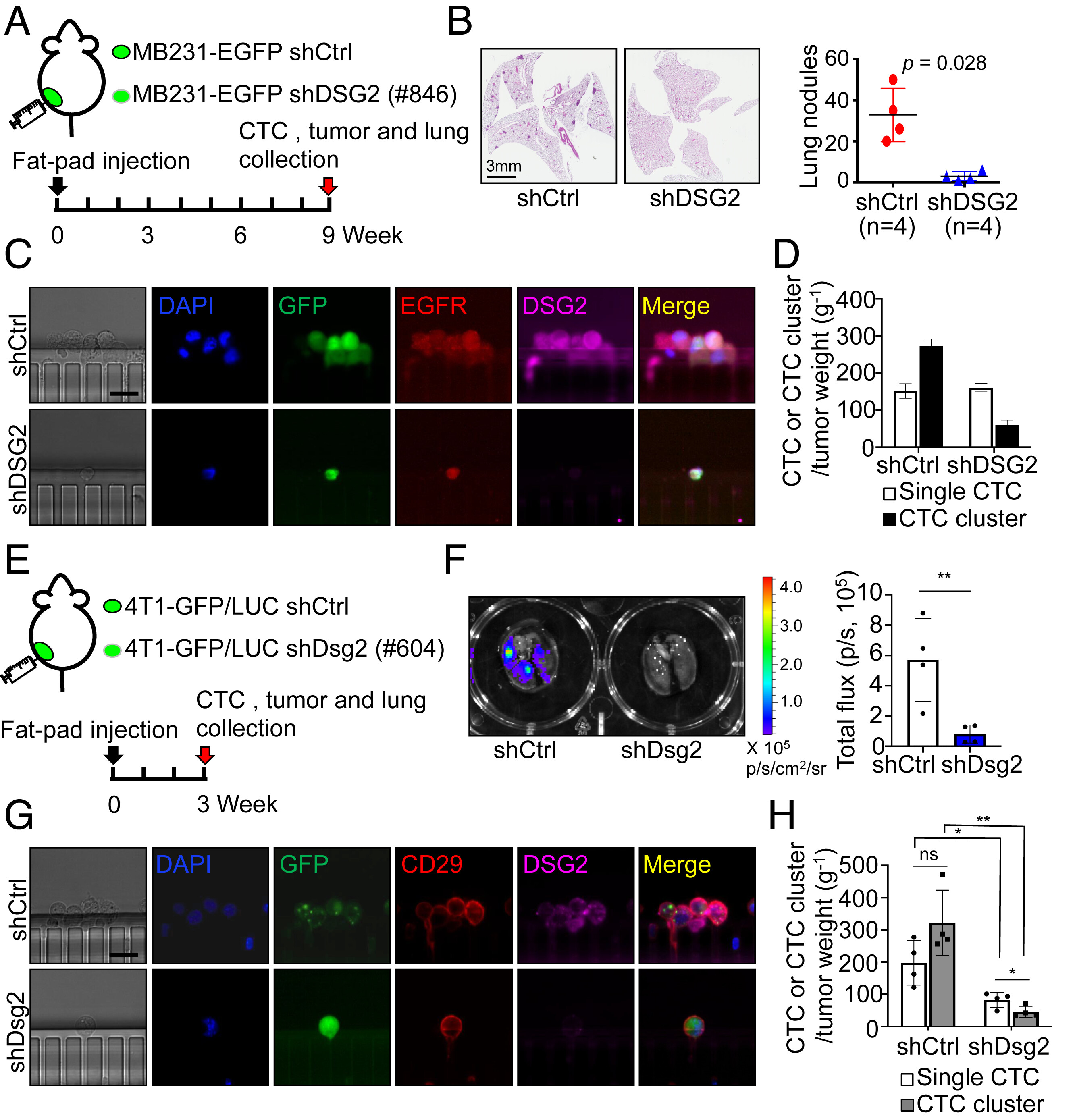 Interplay between desmoglein2 and hypoxia controls metastasis in breast cancer
