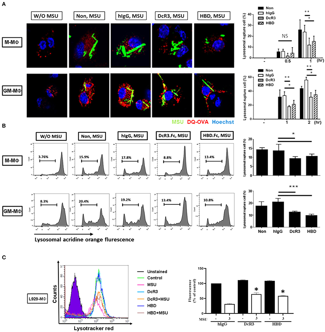 Decoy Receptor 3 Inhibits Monosodium Urate-Induced NLRP3 Inflammasome Activation via Reduction of Reactive Oxygen Species Production and Lysosomal Rupture Decoy Receptor 3 Inhibits Monosodium Urate-Induced NLRP3 Inflammasome Activation via Reduction of Reactive Oxygen Species Production and Lysosomal Rupture