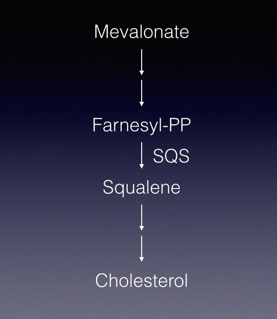 Simplified pathway: squalene synthase (SQS) converts two molecules of farnesyl pyrophosphate (Farnesyl-PP) into squalene. 