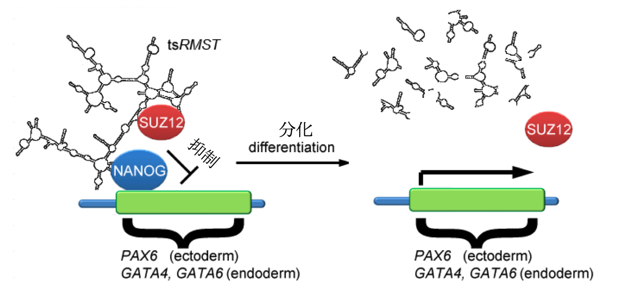 differentiation ch differentiation ch