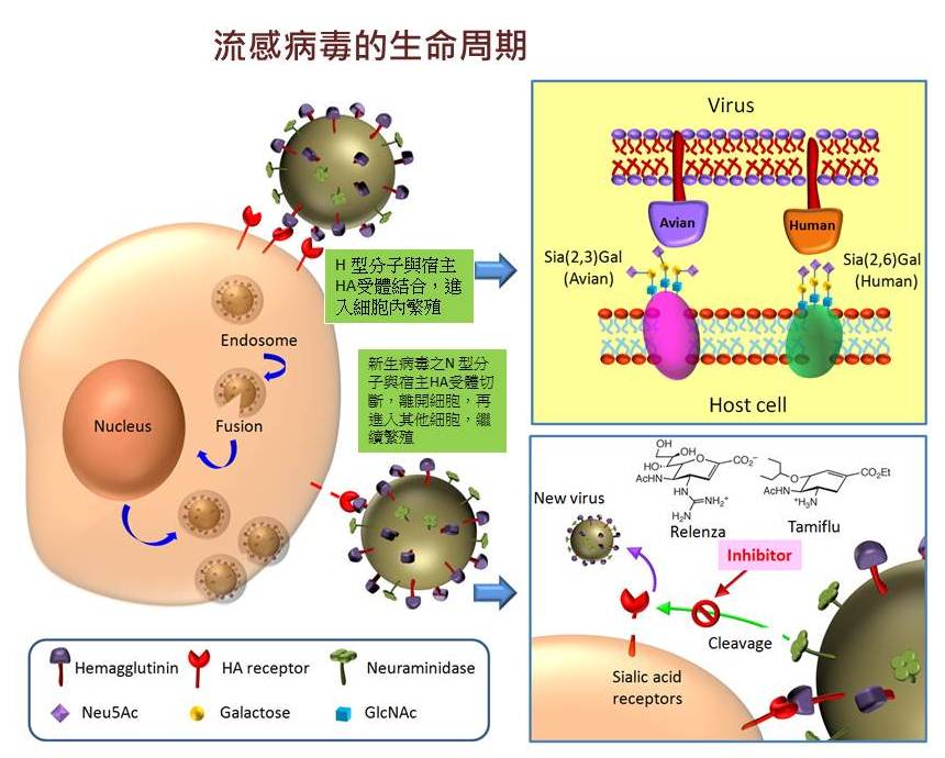 LifeCycleofInfluenzaVirus_ch LifeCycleofInfluenzaVirus_ch