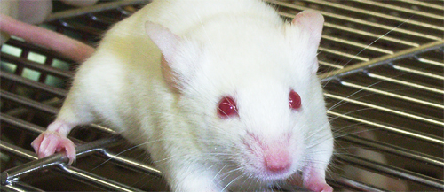 mice2