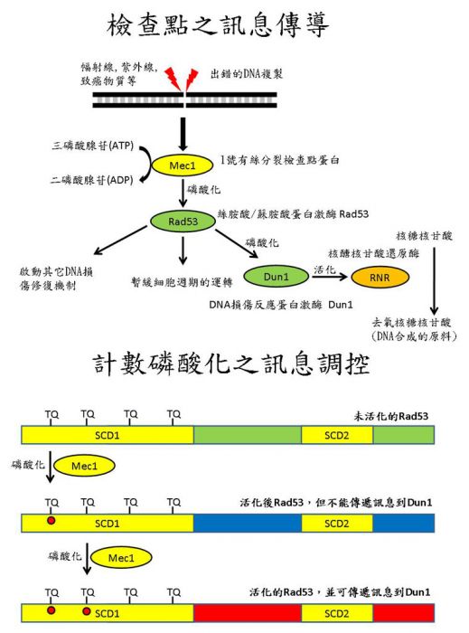 檢查點之訊息傳導 檢查點之訊息傳導