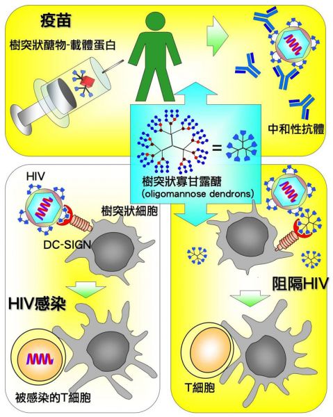 防堵與抑制HIV病毒的疫苗新法 防堵與抑制HIV病毒的疫苗新法