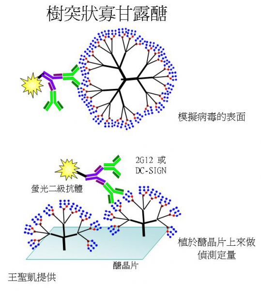 樹突狀寡甘露醣(王聖凱提供) 樹突狀寡甘露醣(王聖凱提供)