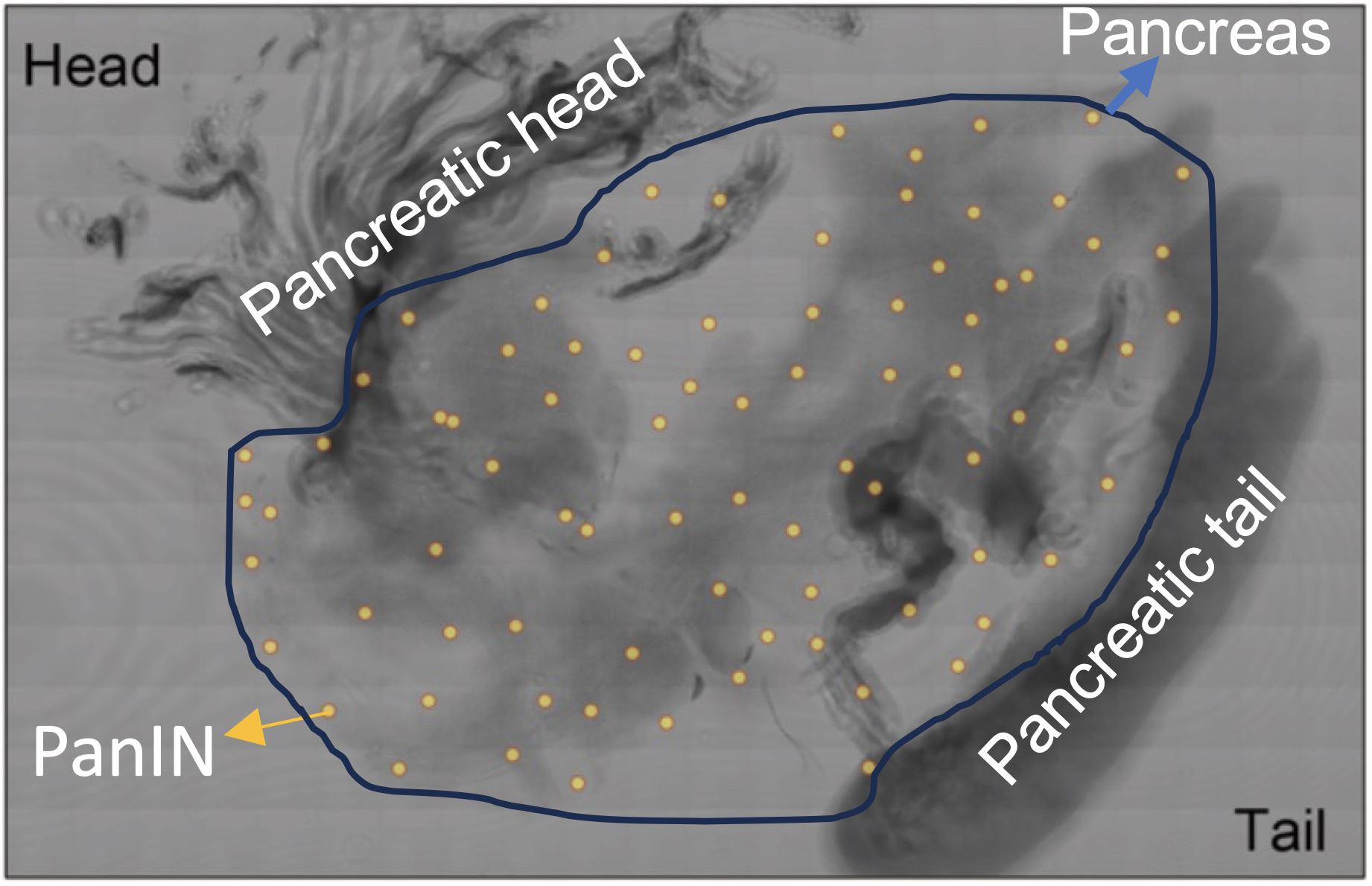 2024PanIN F1 CH 2024PanIN F1 CH