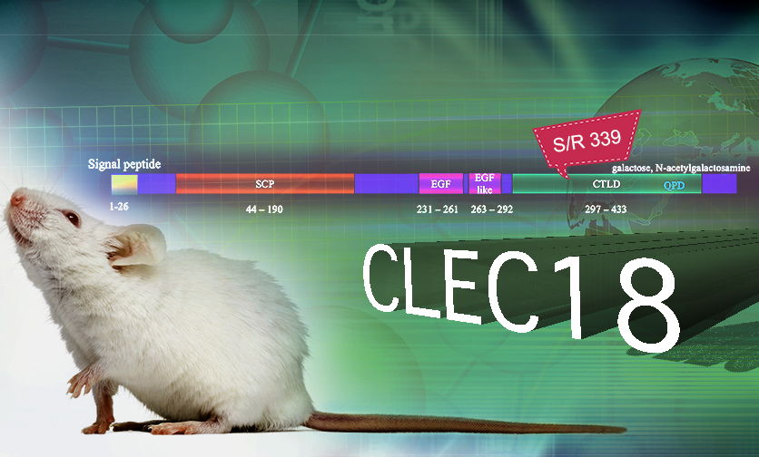 One Amino Acid Change Twice Immune Effect in CLEC18A to H5N1