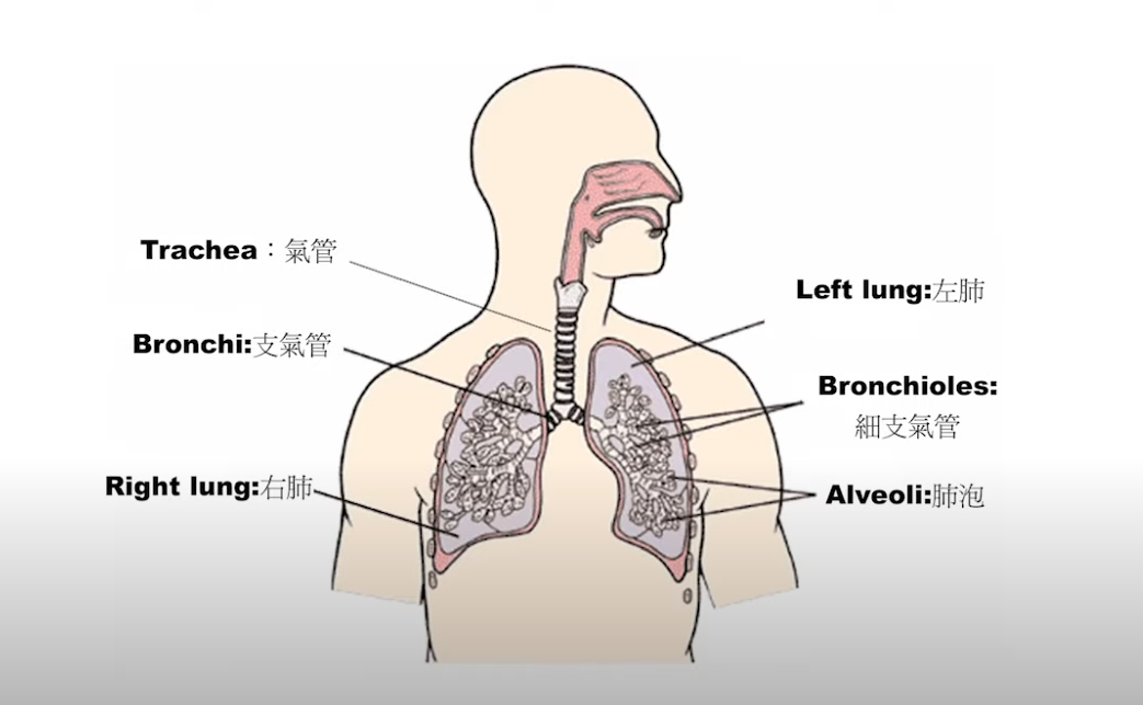 Lung Stem Cells Found