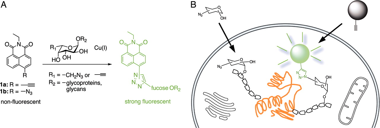 New Probes for glycoprotein imaging developed: useful for studying protein glycosylation associated
