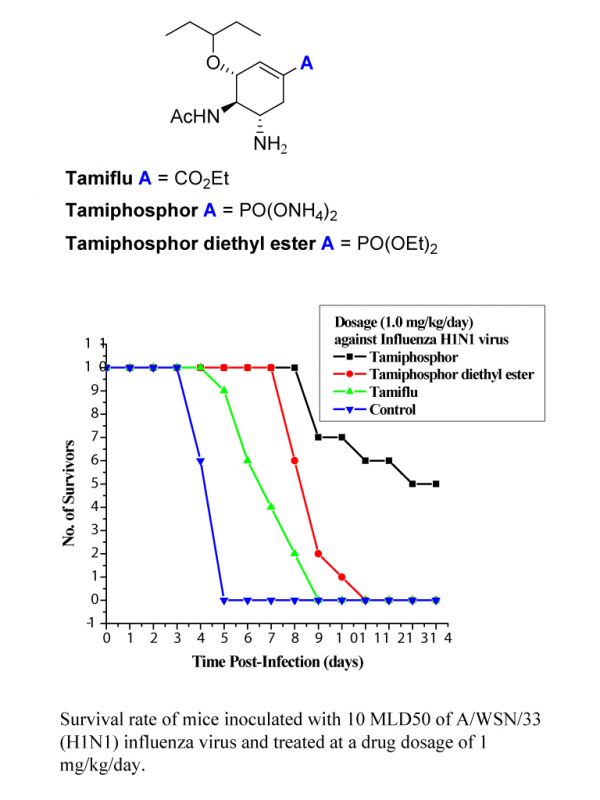 Tamiphosphor: A new orally active enzyme inhibitor against human and bird flu viruses is developed
