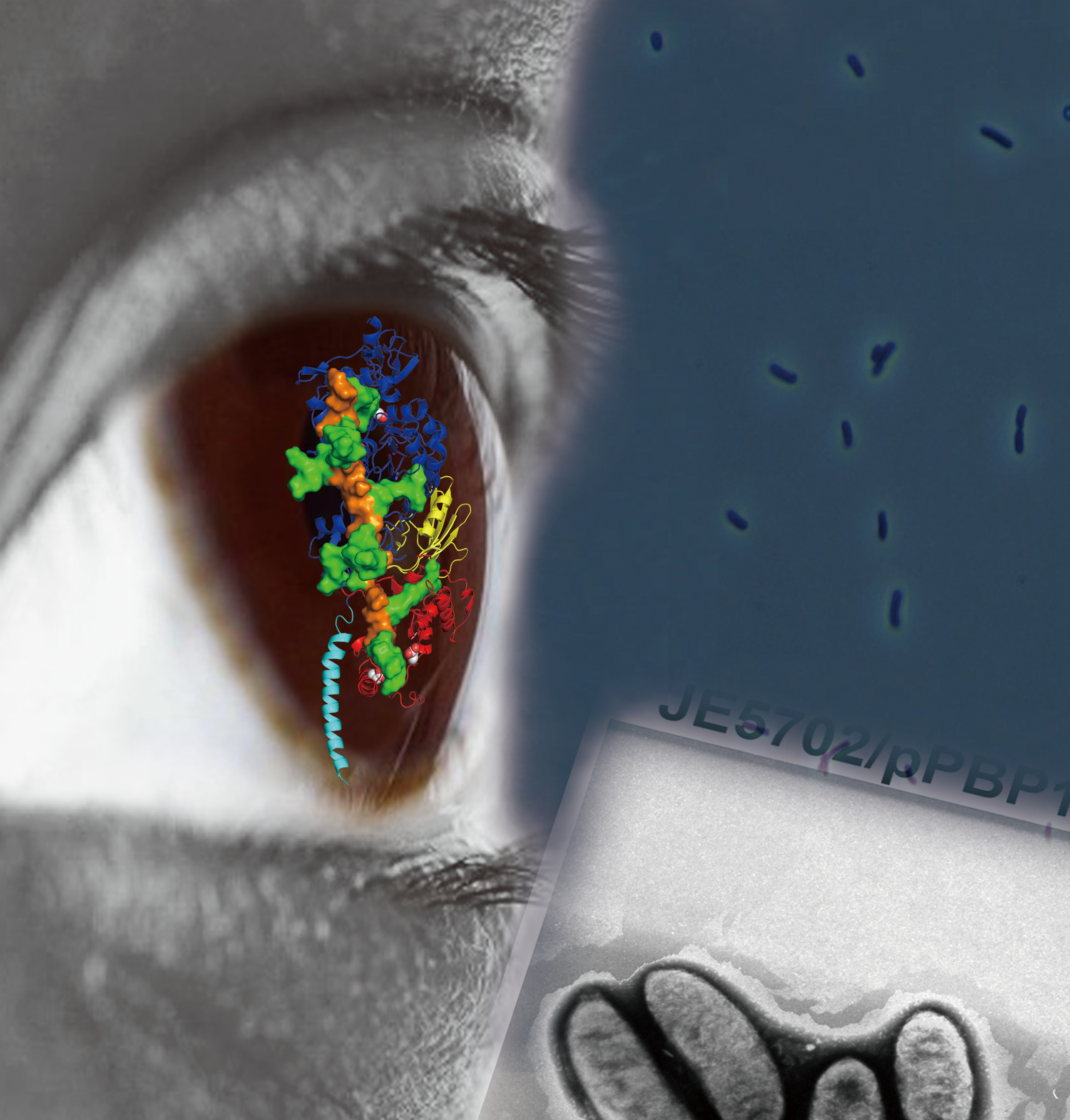 Key Structure of Membrane Protein Unveiled For Finding Next Antibiotics