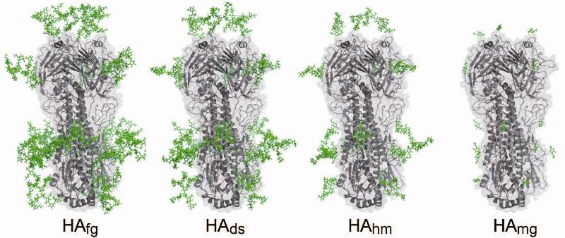 Removing the Sugar Coat of Influenza Hemagglutinin Proved Better Strategy In Vaccine Design