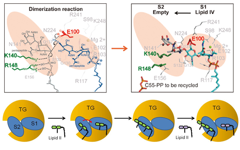 Last Piece of the Bacterial Transglycosylase Puzzle Solved