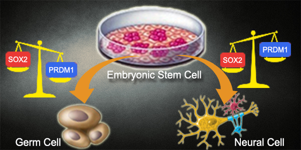 PRDM1/Blimp-1 Directs Germ Cell versus Neural Cell Pathway. During Early Human Embryonic Differentiation