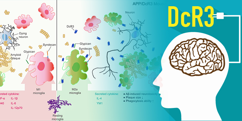 DcR3 Proved Promising in Reversing A-β Damages in Mouse