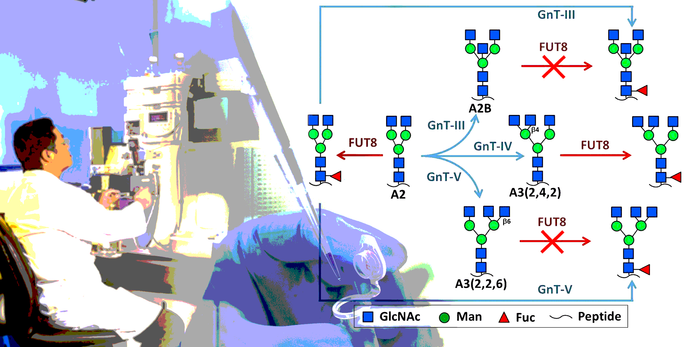The interplay of glycosyltransferases determines the structures of glycans, their function and disease state