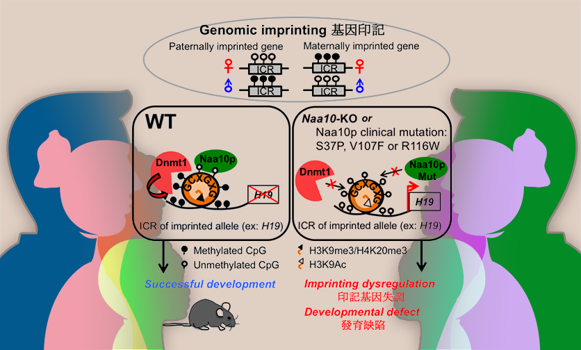 Role of N-α-acetyltransferase 10 Protein in DNA Methylation and Genomic Imprinting