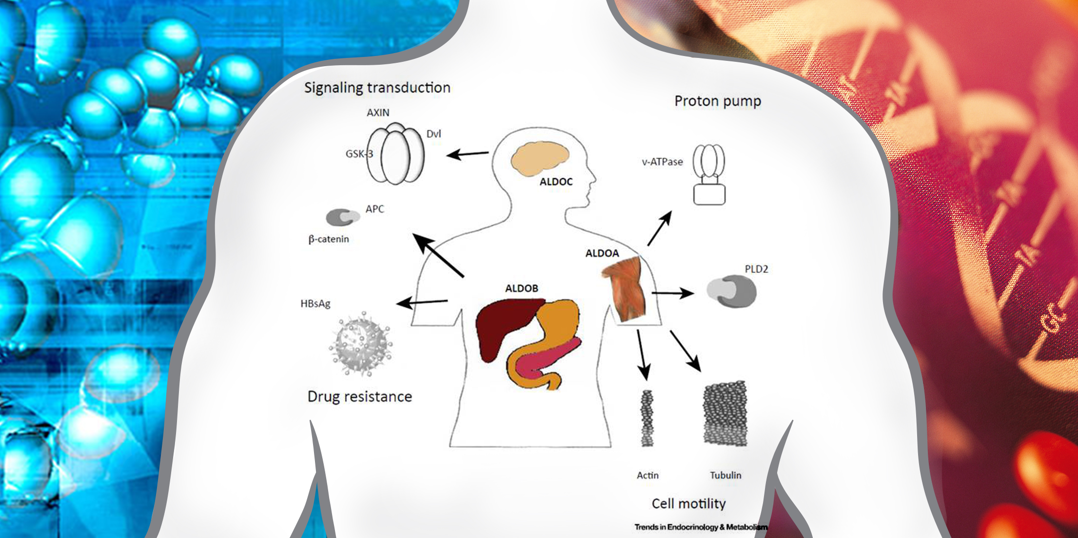 Aldolase - Metabolic Enzymes with Great Potentials for Cancer Theraputics