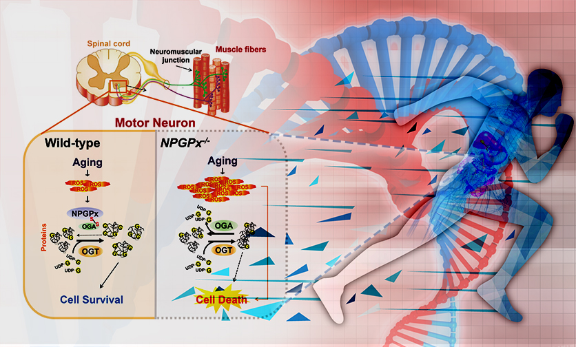 Maintaining Redox Homeostasis: A Savior for Treating Motor Neuron Diseases and Inflammatory Bowel Diseases
