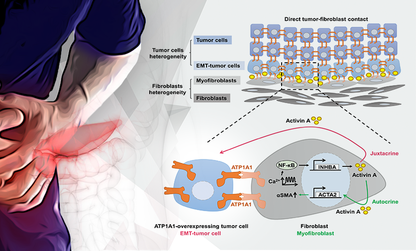 PDAC tumor cell-fibroblast interactions promote metastasis via Homophilic ATP1A1 Binding