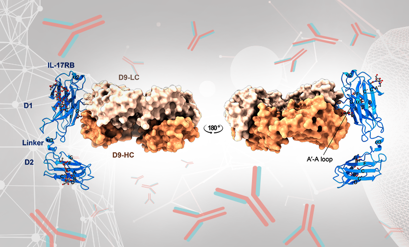 Crystal structure of 17B receptor complexed with antibody D9 provides solution for guiding antibody humanization and affinity maturation