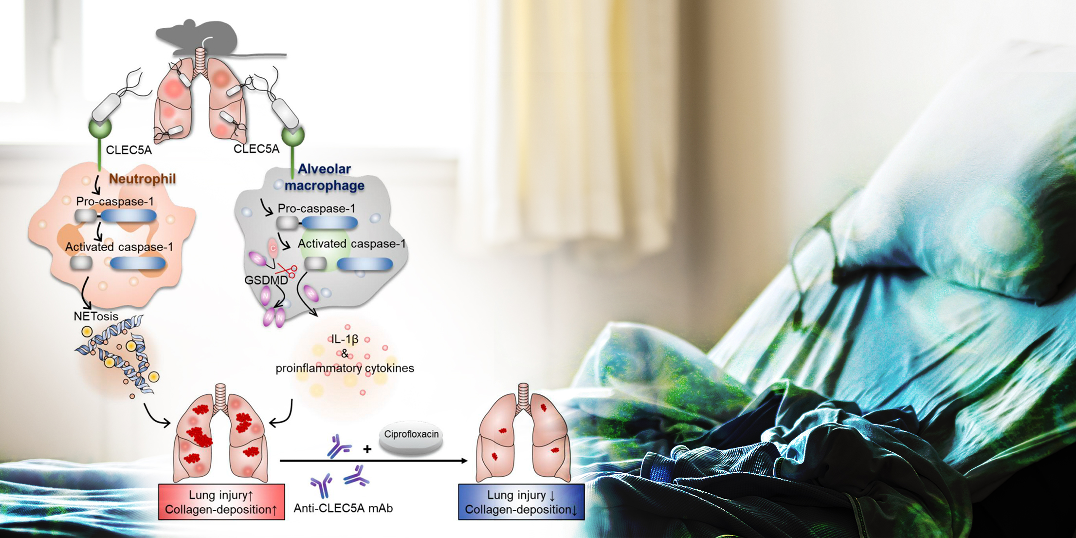 New direction for the treatment of Pseudomonas aeruginosa infection combination of anti-CLEC5A monoclonal antibody with antibiotic