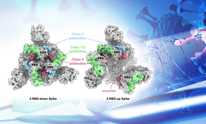 Structural basis for a conserved neutralization epitope on the receptor-binding domain of SARS-CoV-2