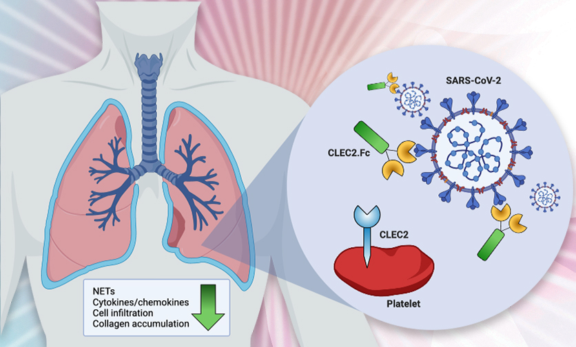 Inhibition of SARS-CoV-2-mediated thromboinflammation by CLEC2.Fc