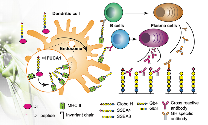 Unveiling Antigen Presentation and Cross-reactive Antibody Response of an Oligosaccharide-conjugate Vaccine, Paving the Way for Advanced Cancer Vaccines