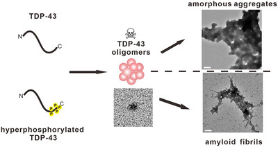 Hyperphosphorylation-Mimetic TDP-43 Drives Amyloid Formation and Possesses Neuronal Toxicity at the Oligomeric Stage