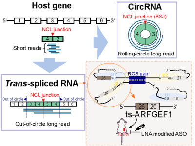 Detecting intragenic trans-splicing events from non-co-linearly spliced junctions by hybrid sequencing