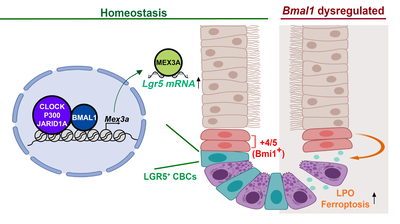 Core clock gene BMAL1 and RNA-binding protein MEX3A collaboratively regulate Lgr5 expression in intestinal crypt cells