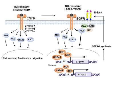 Increased expression of SSEA-4 on TKI-resistant non-small cell lung cancer with EGFR-T790M mutation