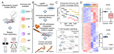 Enhanced Proteomic Coverage in Tissue Microenvironment by Immune Cell Subtype Library-assisted DIA-MS