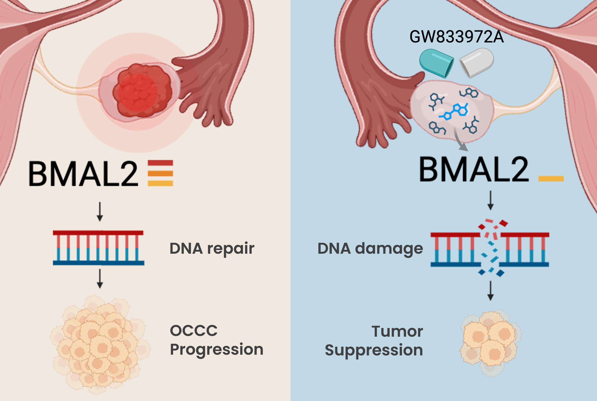 BMAL2 is a druggable target for ovarian clear cell carcinoma (OCCC)