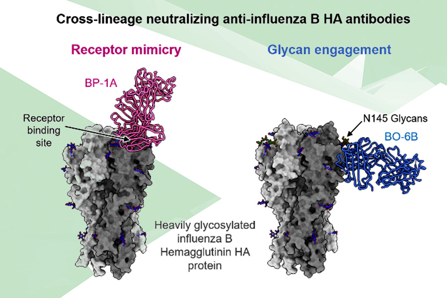 A Dual Tactic: Antibodies Broadly Neutralize Influenza B Relying on 
